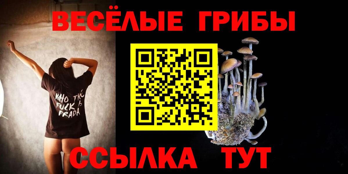 Псилоцибиновые грибы Psilocybe Каменск-Шахтинский